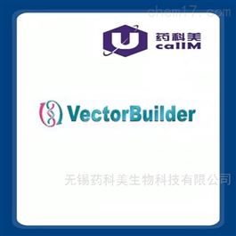 VectorBuilder特约代理