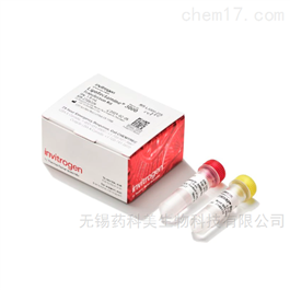 Lipofectamine 3000 转染试剂