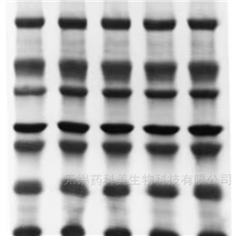 Millipore PVDF膜 ISEQ00010
